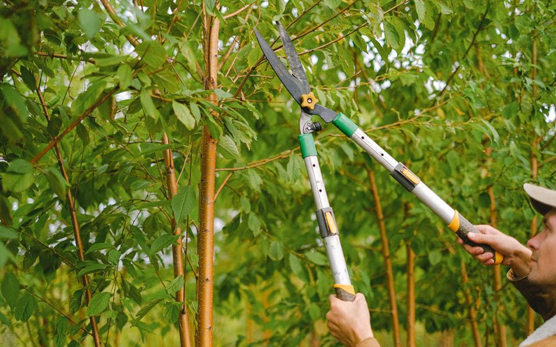 Tree trimming in Clam Lake, WI