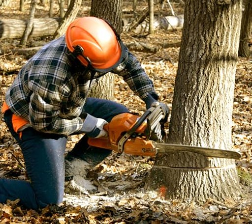 Tree Removal in Clam Lake, WI
